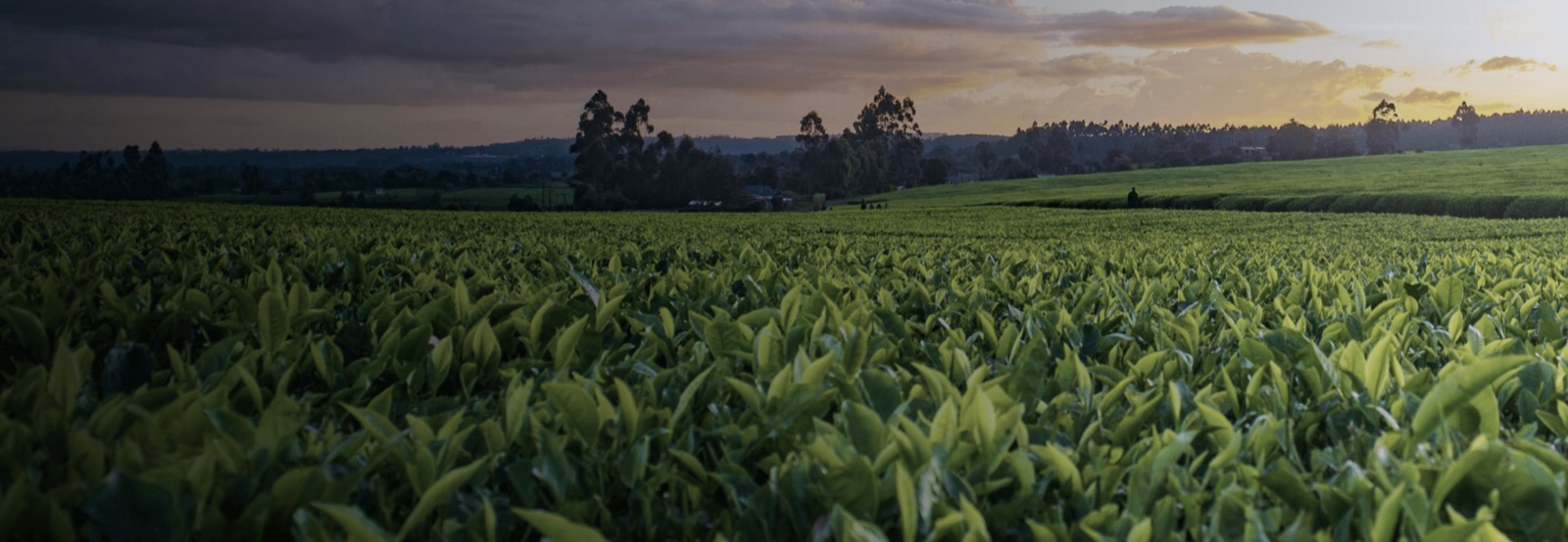 Smart Agriculture Sensing